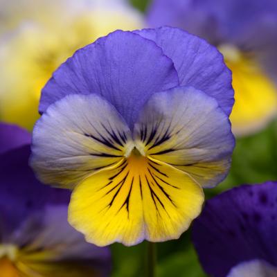 Pansy 'Cool Wave Morpho' 10" HB