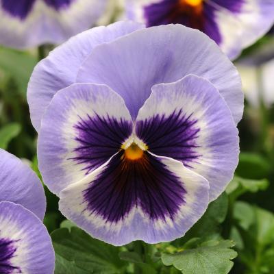 Pansy 'Spring Matrix Blue Wing' 3.5" pot