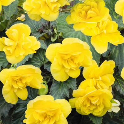 Begonia 'Nonstop Joy Yellow' 4.5" pot