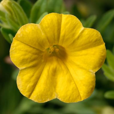 Calibrachoa 'Callie Yellow' 10" HB