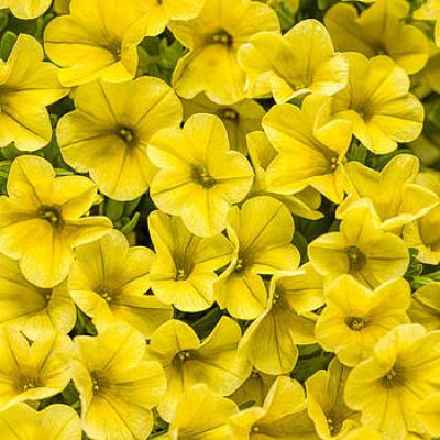 Calibrachoa 'Unique Golden Yellow' 9" pot