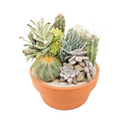 Cactus Garden 4"