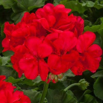 Geranium 'Calliope Large Coral' 10" HB