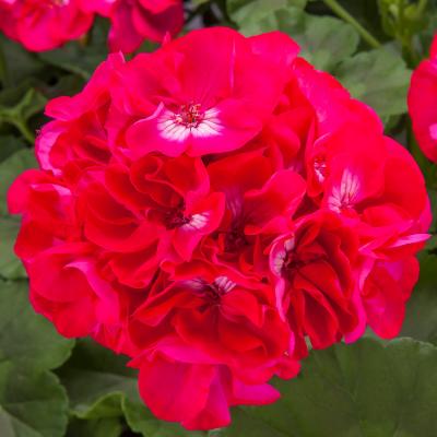 Geranium 'Calliope Large Hot Rose' 10" HB