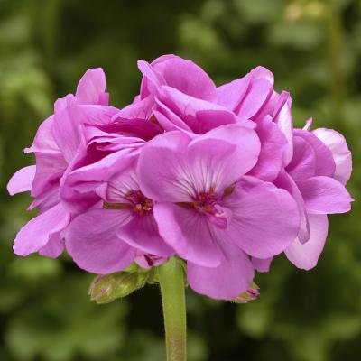 Geranium 'Calliope Large Lavender' 10" HB