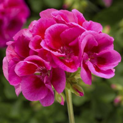Geranium 'Calliope Large Lavender Splash' 10" HB