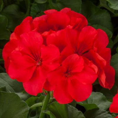 Geranium 'Calliope Large Orange Splash' 10" HB