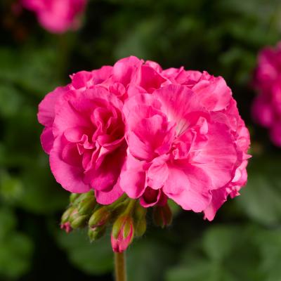 Geranium 'Calliope Large Pink' 10" HB