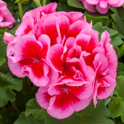 Geranium 'Calliope Large Rose Mega Splash' 10" HB