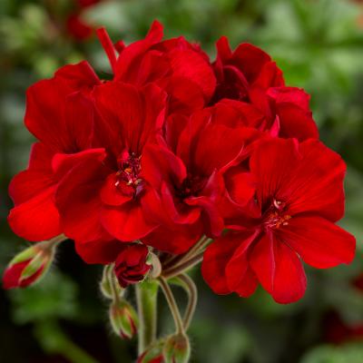 Geranium 'Mojo Dark Red' 15 cm