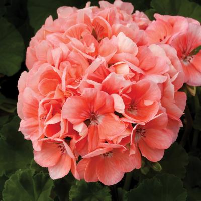 Geranium 'Tango Salmon' 4.5" pot