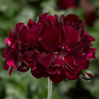 Geranium 'Ivy League Burgundy' 4.5" pot