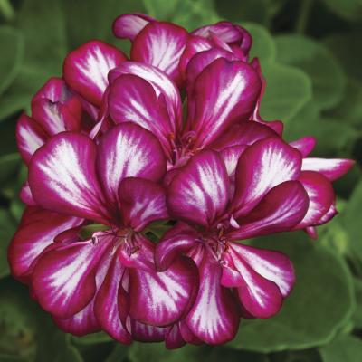 Geranium 'Ivy League Burgundy Bicolor' 4.5" pot