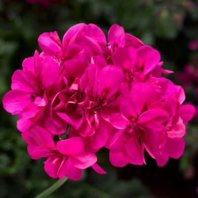 Geranium 'Ivy League Deep Pink' 4.5" pot