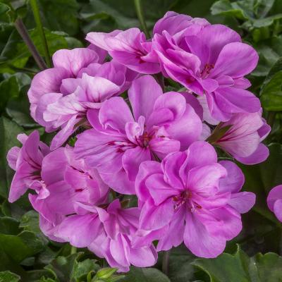Geranium 'Ivy League Light Lavender' 4.5" pot