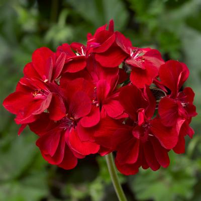 Geranium 'Ivy League Red' 4.5" pot