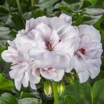 Geranium 'Ivy League White' 4.5" pot