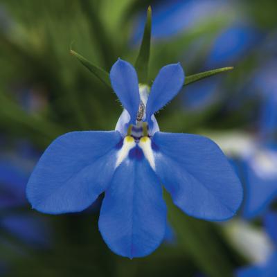 Lobelia 'Techno Heat Blue' 10" HB
