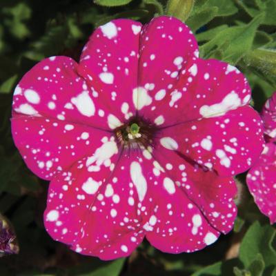 Petunia 'Headliner Pink Sky' 4.5" pot