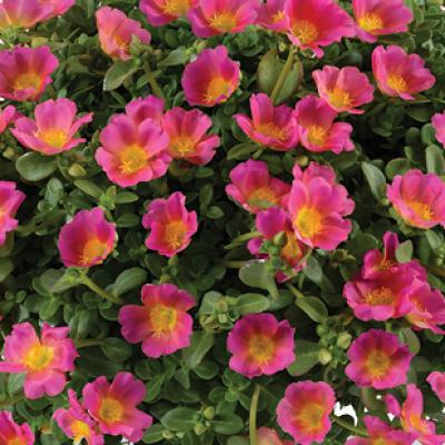 Portulaca 'Pazzaz Nano Candy Pink' 4.5" pot