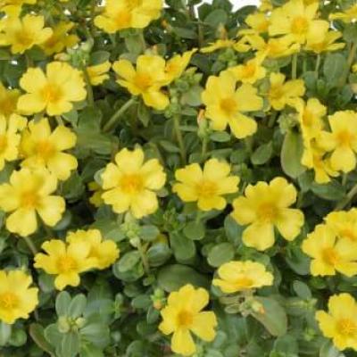 Portulaca 'Pazzaz Nano Yellow' 4.5" pot
