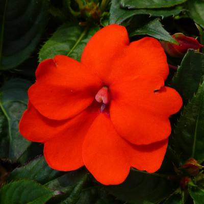 Impatiens 'SunPatiens Compact Electric Orange' 4.5" pot
