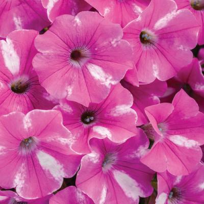 Petunia 'Supertunia Raspberry Rush' 10" HB