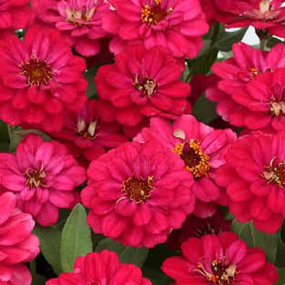 Zinnia 'Profusion Double Hot Cherry' 3.5" pot