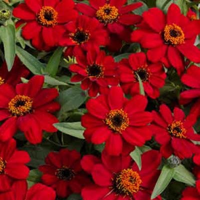 Zinnia 'Profusion Red' 3.5" pot