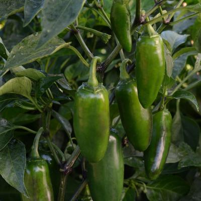 Pepper 'La Bomba II' 4.5" pot