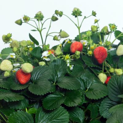 Fragaria a. 'Delizz' 10" HB