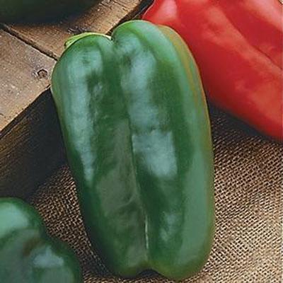Pepper 'Big Bertha' 4.5" pot