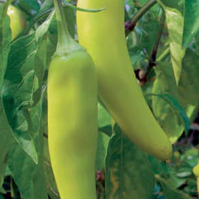 Pepper 'Hungarian Hot Wax' 4.5" pot