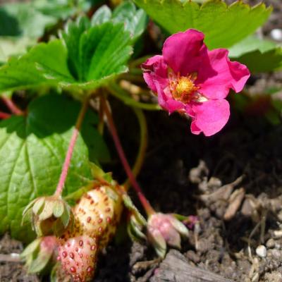 Fragaria 'Fragoo Deep Rose' 4.5" pot