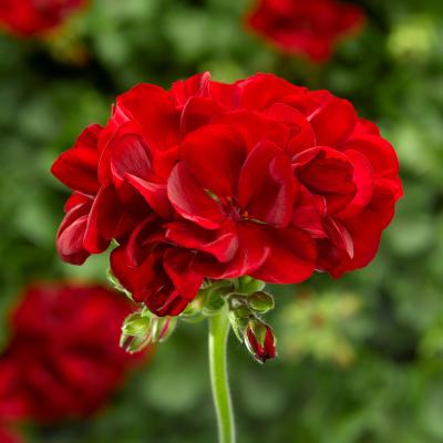 Geranium 'Calliope Medium Dark Red' 4.5" pot