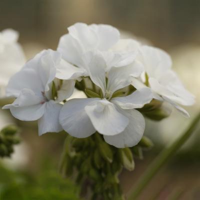 Geranium 'Calliope Medium White' 9" pot