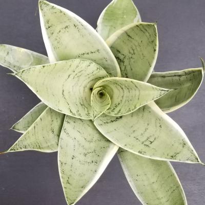 Sansevieria 'Night Owl' 6"