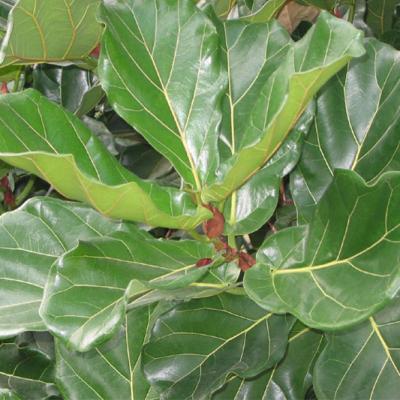 Ficus lyrata 6"