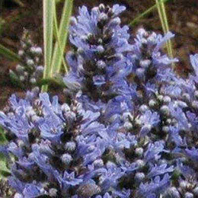 Ajuga x t. 'Chocolate Chip' #1