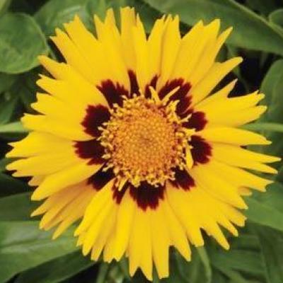 Coreopsis g. 'Sunfire' #1