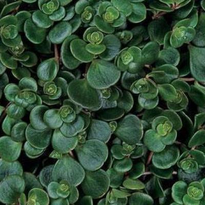 Sedum tetra. 'Coral Reef' #1