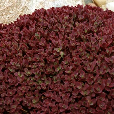 Sedum x 'Firecracker' #1