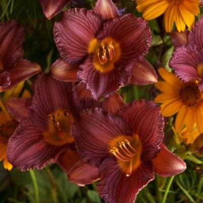 Hemerocallis 'Purple D'Oro' #1
