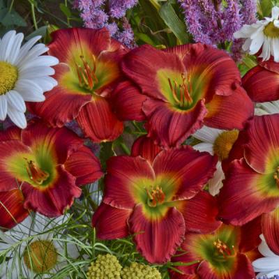 Hemerocallis 'Red Hot Returns' #1