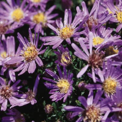 Aster dumosus 'Wood's Blue' #1