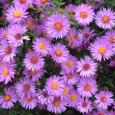 Aster dumosus 'Wood's Purple' #1