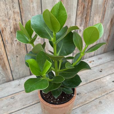 Clusia rosea 'Princess' 4"