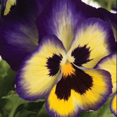 Pansy 'Blueberry Thrill' 3.5" pot