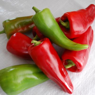 Pepper 'Cubanelle' 4.5" pot