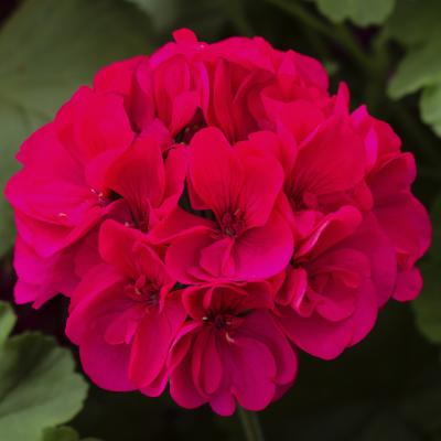 Geranium 'Calliope Large Magenta' 10" HB
